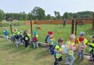 Przedszkolaki oglądają kangury.