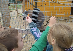 Dzieci karmią zwierzęta.