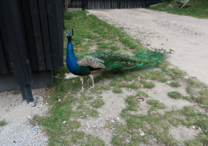 Paw spacerujący po ZOO.