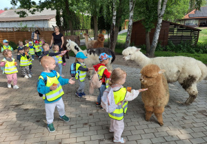 Zadowolone przedszkolaki karmią zwierzęta.