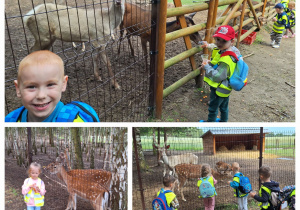 Dzieci wędrując po mini zoo spotkały m.in. jelenie, daniele.