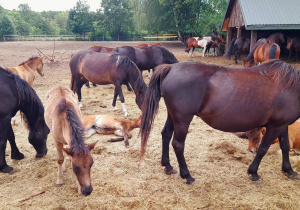 Duża zagroda z końmi i źrebakami. Zwierzęta spacerują po ogrodzonym terenie. W tle rozciąga się piękna zieleń i widoczne są elementy gospodarstwa.
