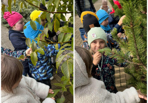 Dzieci z grupy Promyczki w czasie spaceru w ogrodzie przedszkolnym rozpoznają drzewa iglaste i liściaste.