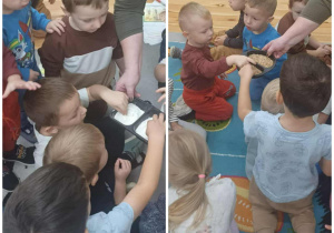 Przedszkolaki z grupy Kamyczki dotykają ziarna zbóż oraz mąkę.