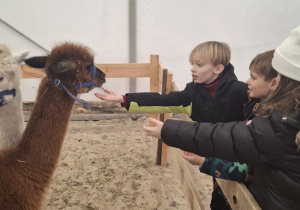 Dzieci witają się z alpaką.