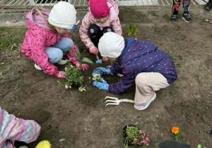 Wykopywanie dołków na kwiaty.