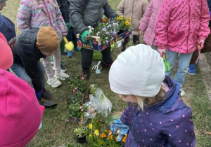 Prezentacja sadzonek kwiatów przed założeniem przedszkolnej rabaty.